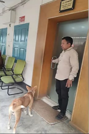 ৮ কুকুরছানার হত্যার বিচার দাবিতে ইউএনও কার্যালয়ের সামনে মা কুকুর